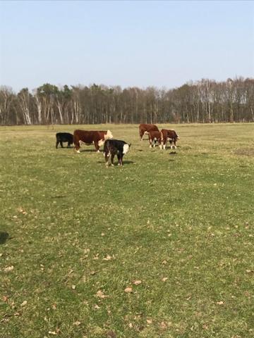 Neerpelt Natuur-Like Glamping In Bosland מראה חיצוני תמונה
